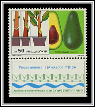 Persea Americana