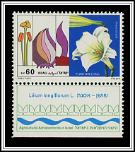 Lilium Longiflorum