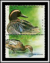 Garganey