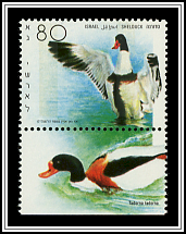 Shelduck