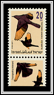 Tristram's Grackle