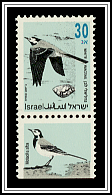 White Wagtail