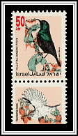 Palestine Sunbird