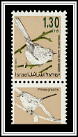 Graceful Warbler