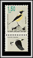 Black-eared Wheatear
