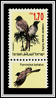 Common Bulbul