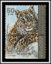 Panthera Pardus Saxicolor