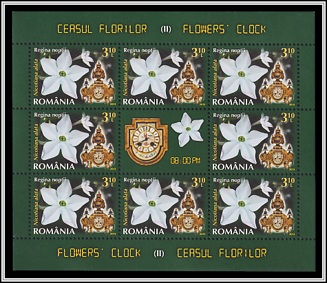 Ornamental Tobacco (Nicotiana alata)