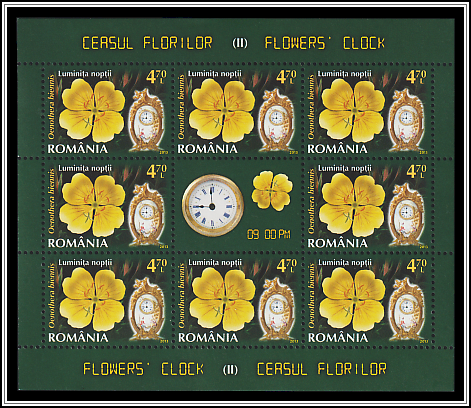 Common Evening Primrose (Oenothera biennis)