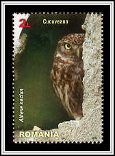 Athene Noctua