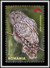 Strix Uralensis