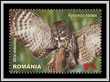 Strix Nebulosa
