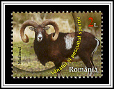 Mouflon