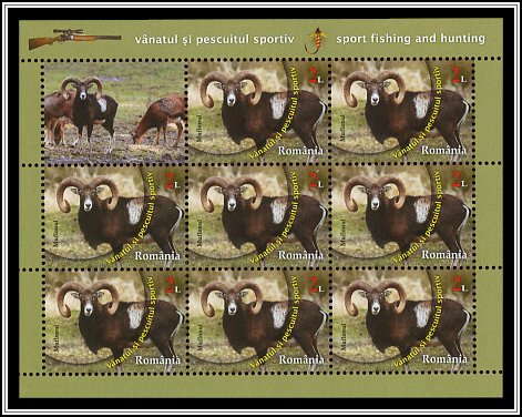 Mouflon (Ovis orientalis)