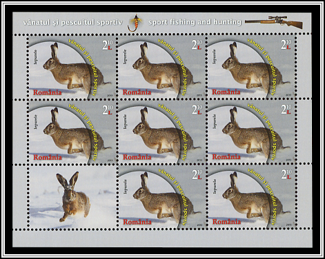 European Hare (Lepus europaeus)