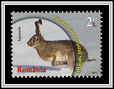 European Hare