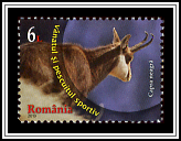 Chamois