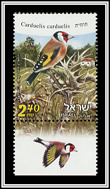 Carduelis Carduelis