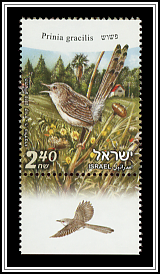 Prinia Gracilis