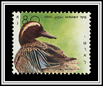 Garganey