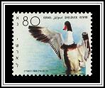 Shelduck