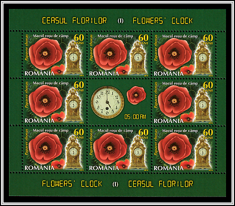 Field Poppy (Papaver rhoeas)
