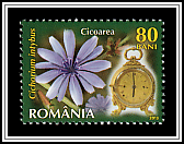 Common Chicory (Cichorium inthybus)