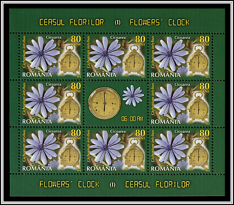 Common Chicory (Cichorium inthybus)