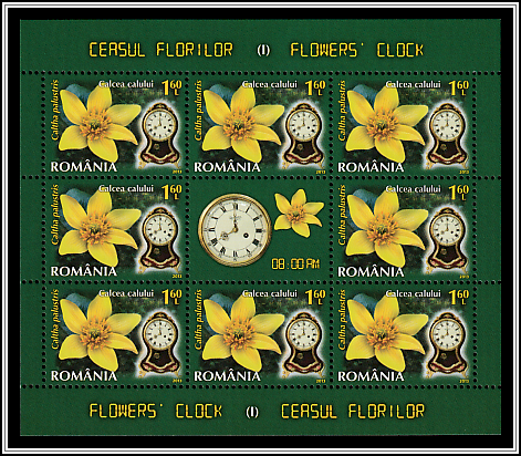 Marsh Marigold (Caltha palustris)