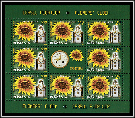 Sunflower (Helianthus annuus)