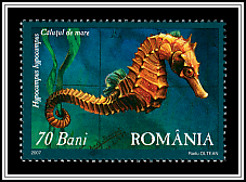 Short-snouted Seahorse (Hippocampus hippocampus)