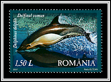 Common Dolphin (Delphinus delphis)