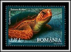 Loggerhead Sea Turtle (Caretta caretta)