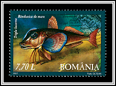 Tub Gurnard (Trigla lucerna)