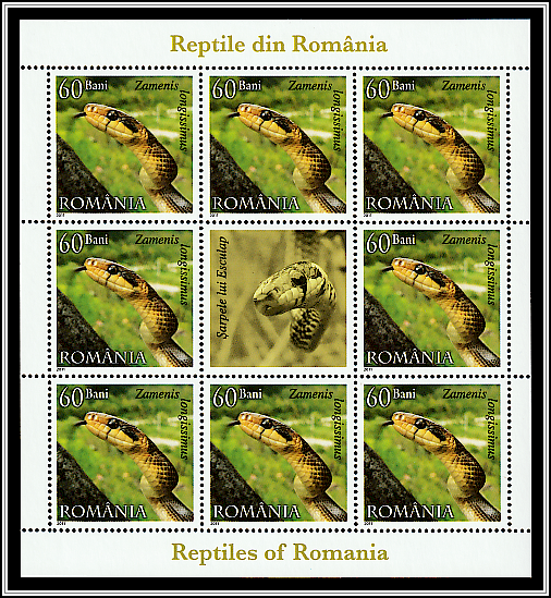 Aesculapian Snake (Zamenis longissimus)