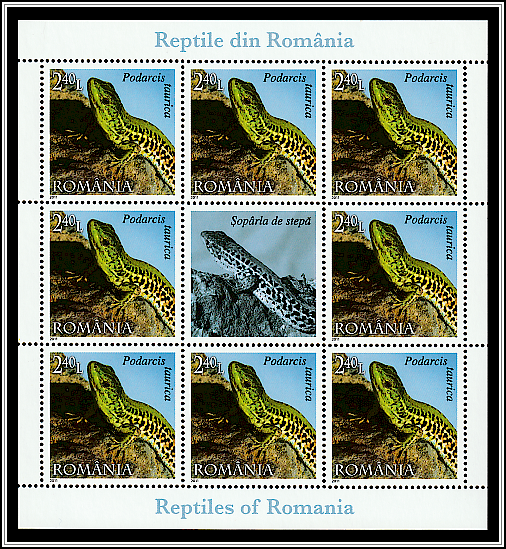 Balkan Wall Lizard (Podarcis tauricus)