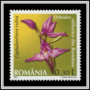 Red Helleborine (Cephalanthera rubra)
