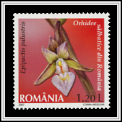 Marsh Helleborine (Epipactis palustris)