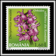 Heath Spotted Orchid (Dactylorhiza maculata)