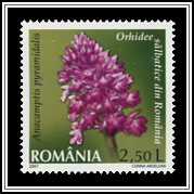 Anacamptis Pyramidalis
