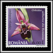 Ophrys Scolopax
