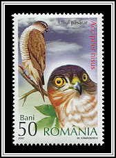 Sparrowhawk
