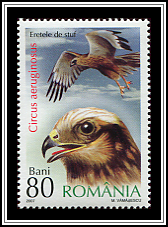 Western Marsh-harrier