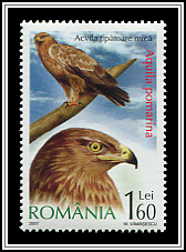 Aquila Pomarina