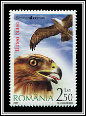 Buteo Buteo