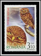 Athene Noctua