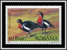 Red-breasted Goose (Branta ruficollis)