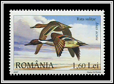 Northern Pintail (Anas acuta)
