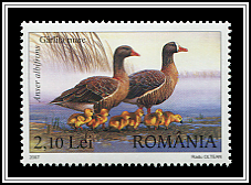 Greater White-fronted Goose (Anser albifrons)