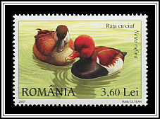 Red-crested Pochard (Netta rufina)